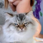 Индивидуалка Ника Интимсити